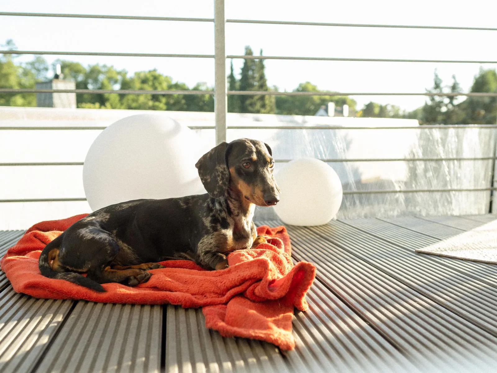 Dachshund enjoying the sunlight on a deck with a cozy orange blanket.